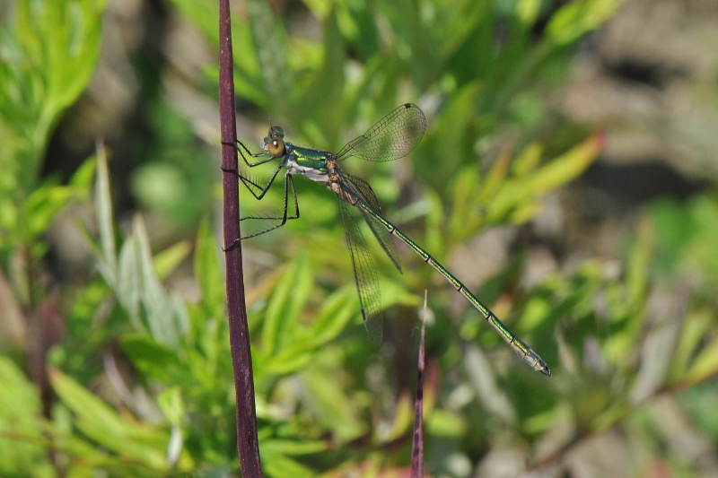 Lestes...